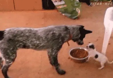 Gifs