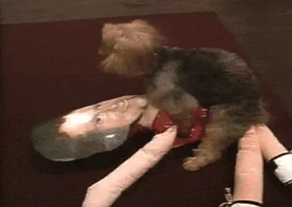 Gifs