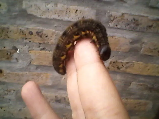 Encontré una oruga gigante, pasá y mirá [fotos y videos]