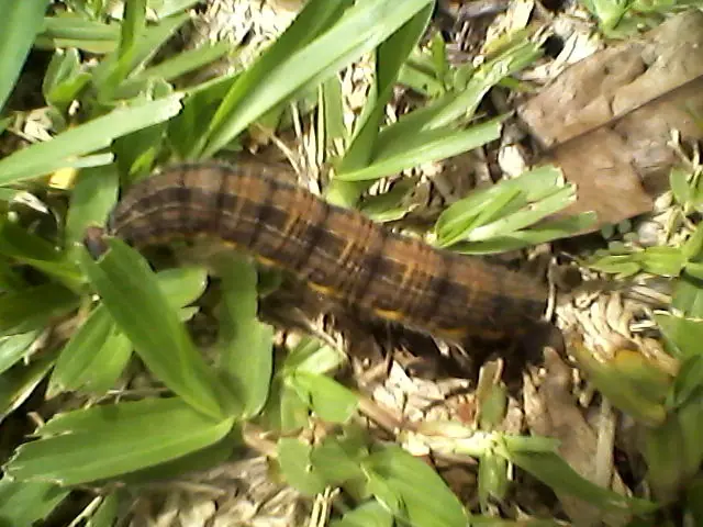 larva