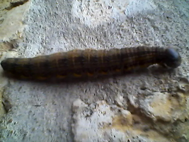 larva