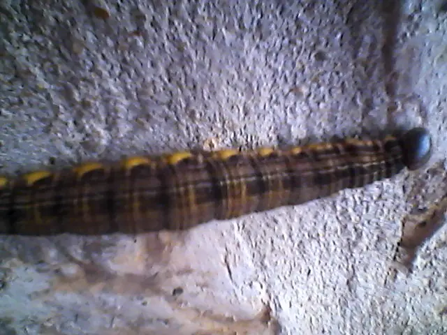 Encontré una oruga gigante, pasá y mirá [fotos y videos]