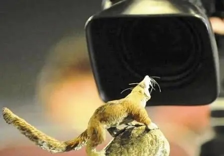 Conozcan a la ardillita de la Era de Hielo .