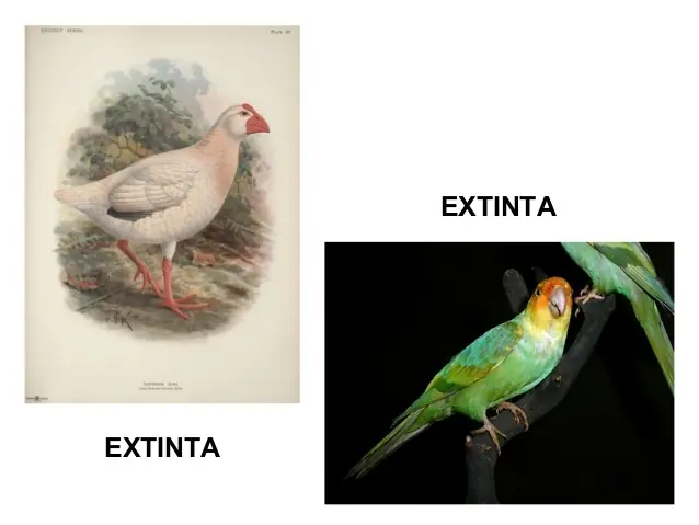 Planeta