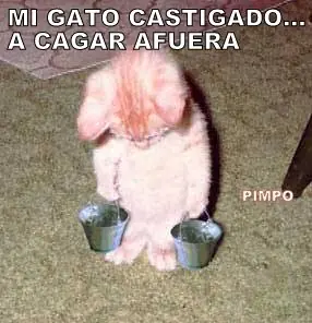 humor