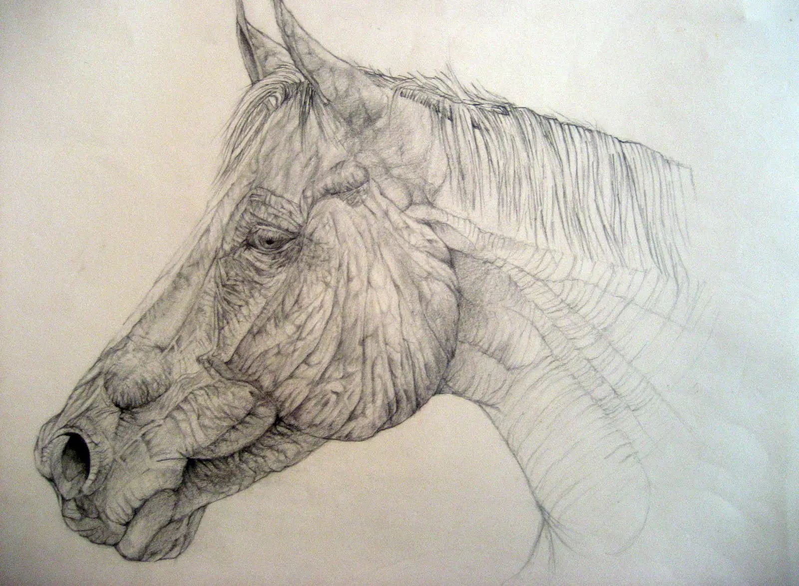 caballo