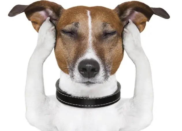 5 cosas que no sabías sobre los perros