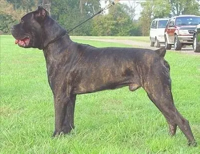 Informacion de Algunos Perros!