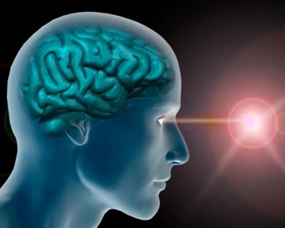 Curiosidades sobre el cerebro humano