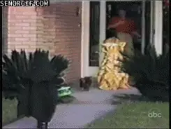 perros