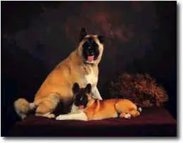 Informacion de Algunos Perros!