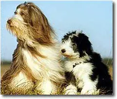 Informacion de Algunos Perros!