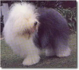 perros
