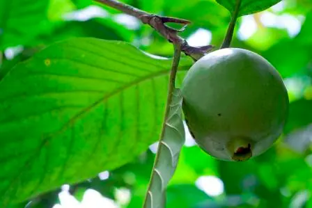 frutas