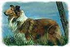 imagenes