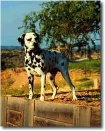 perros