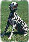 imagenes