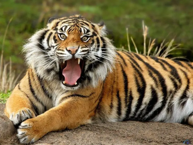 tigre