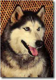 Informacion de Algunos Perros!