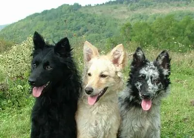 Informacion de Algunos Perros!