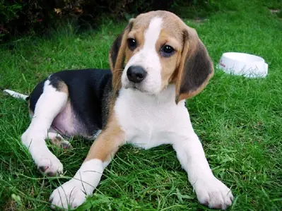 Informacion de Beagles.