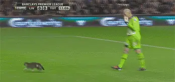 gifs