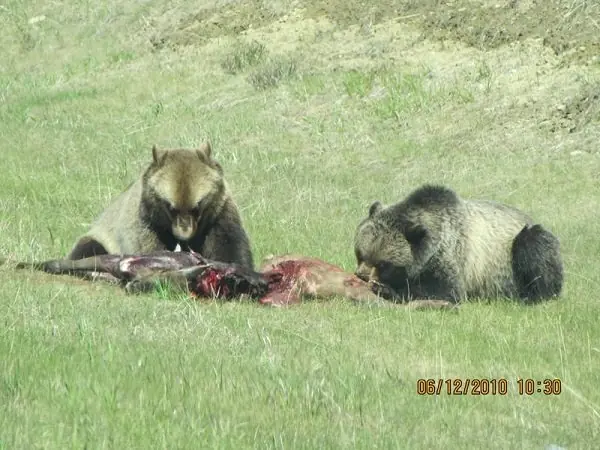 Todo un record,ahora este oso es mi ídolo! (imperdible)