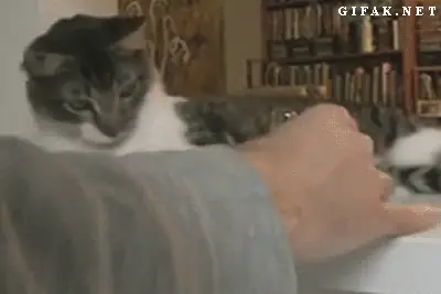 gatitos