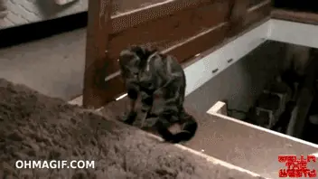 Los gatitos son trolls