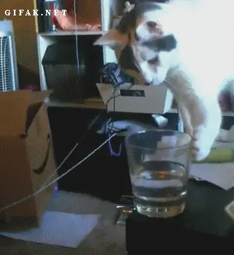 gatos