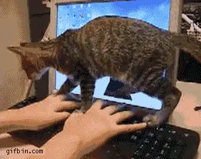 gatitos
