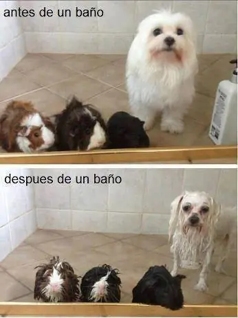 pinguinomarino