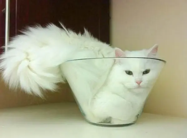 gatitos