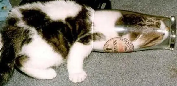 gatos