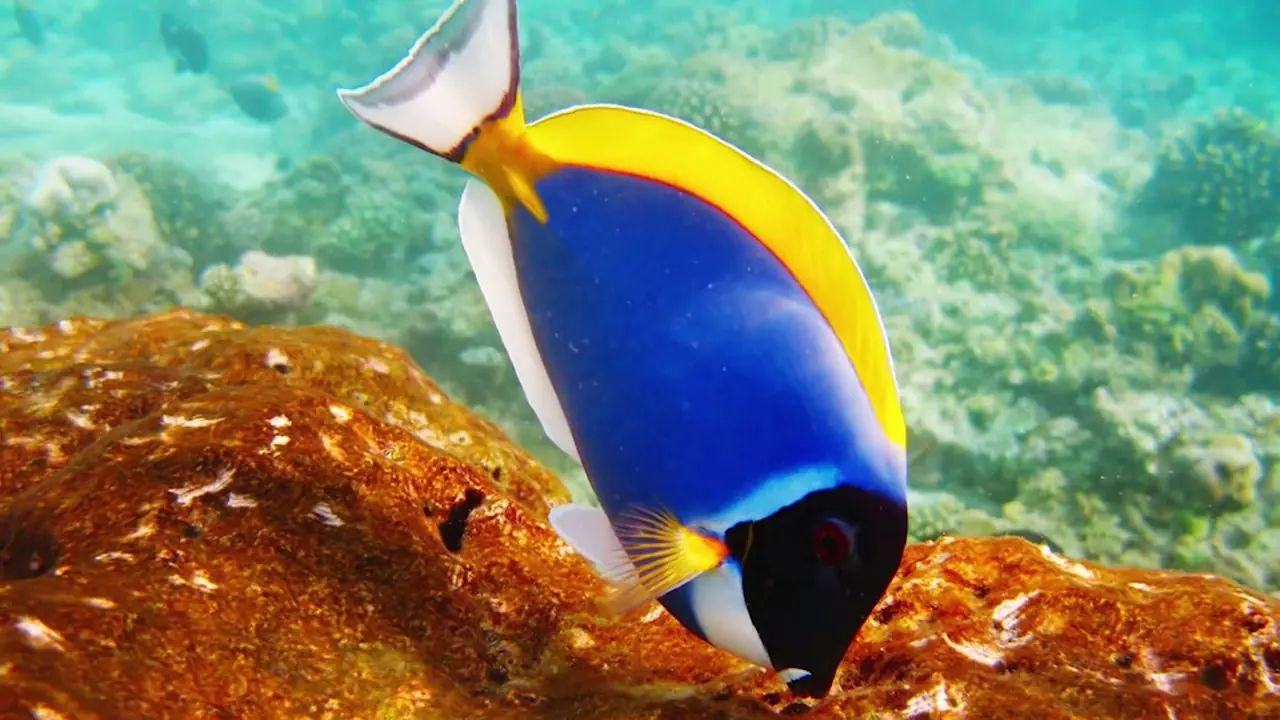 Test oculares que parecen magia!(datos curiosos de tus ojos)