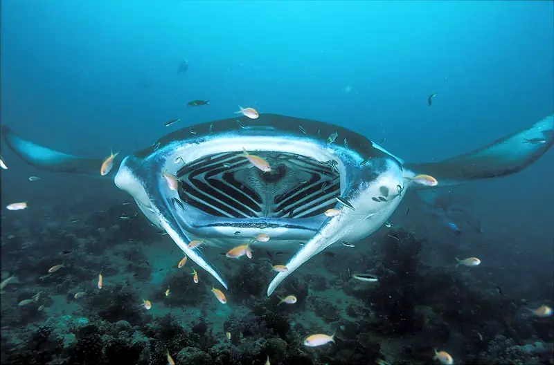 Las manta rayas gigantes en riesgo por el boom turístico