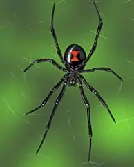 arañas grandes reales