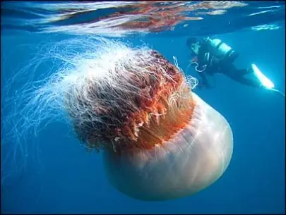 Enormes animales marinos