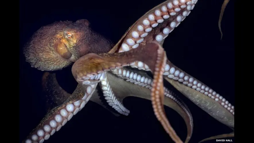 animales marinos