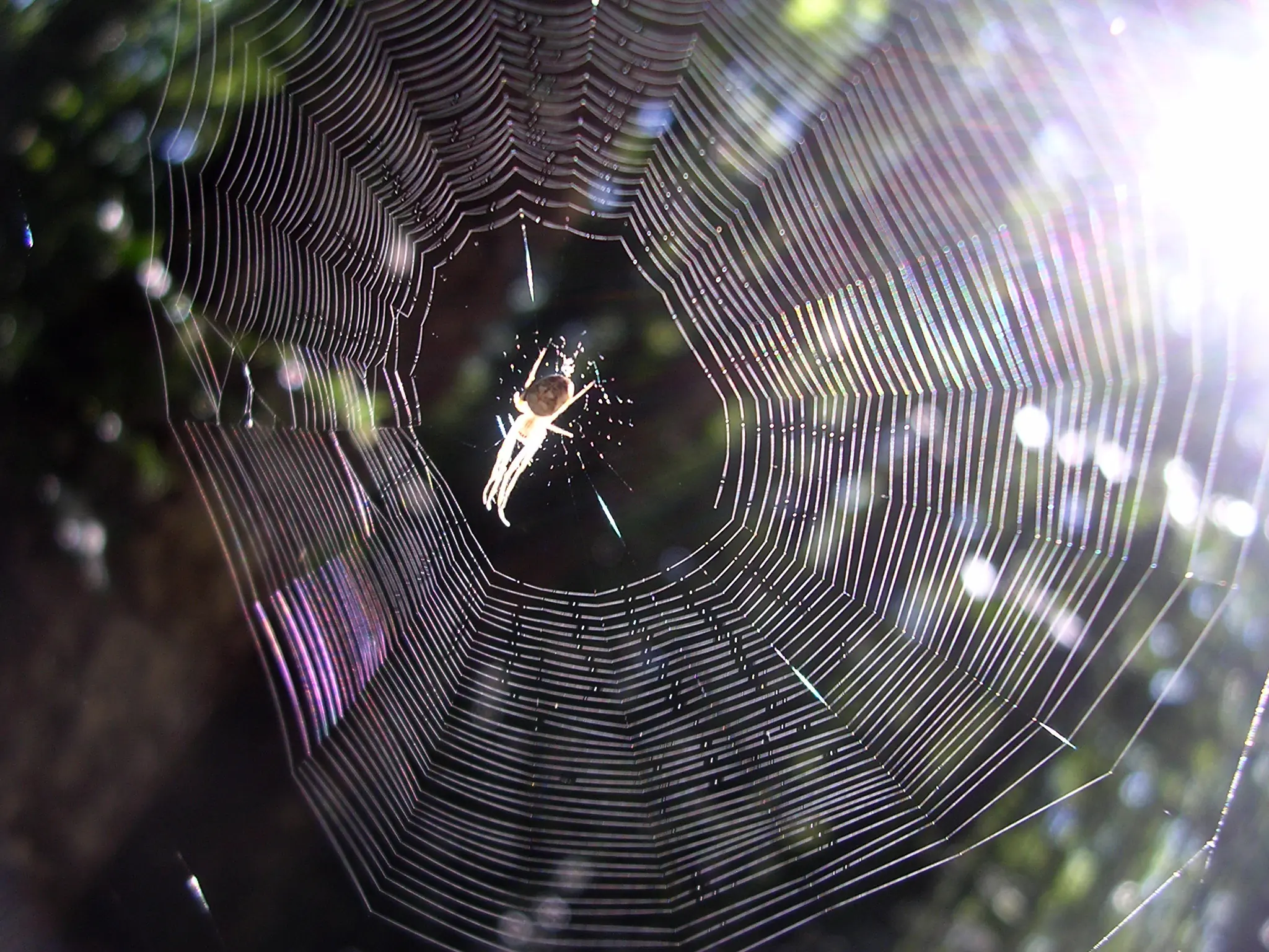 arañas grandes reales