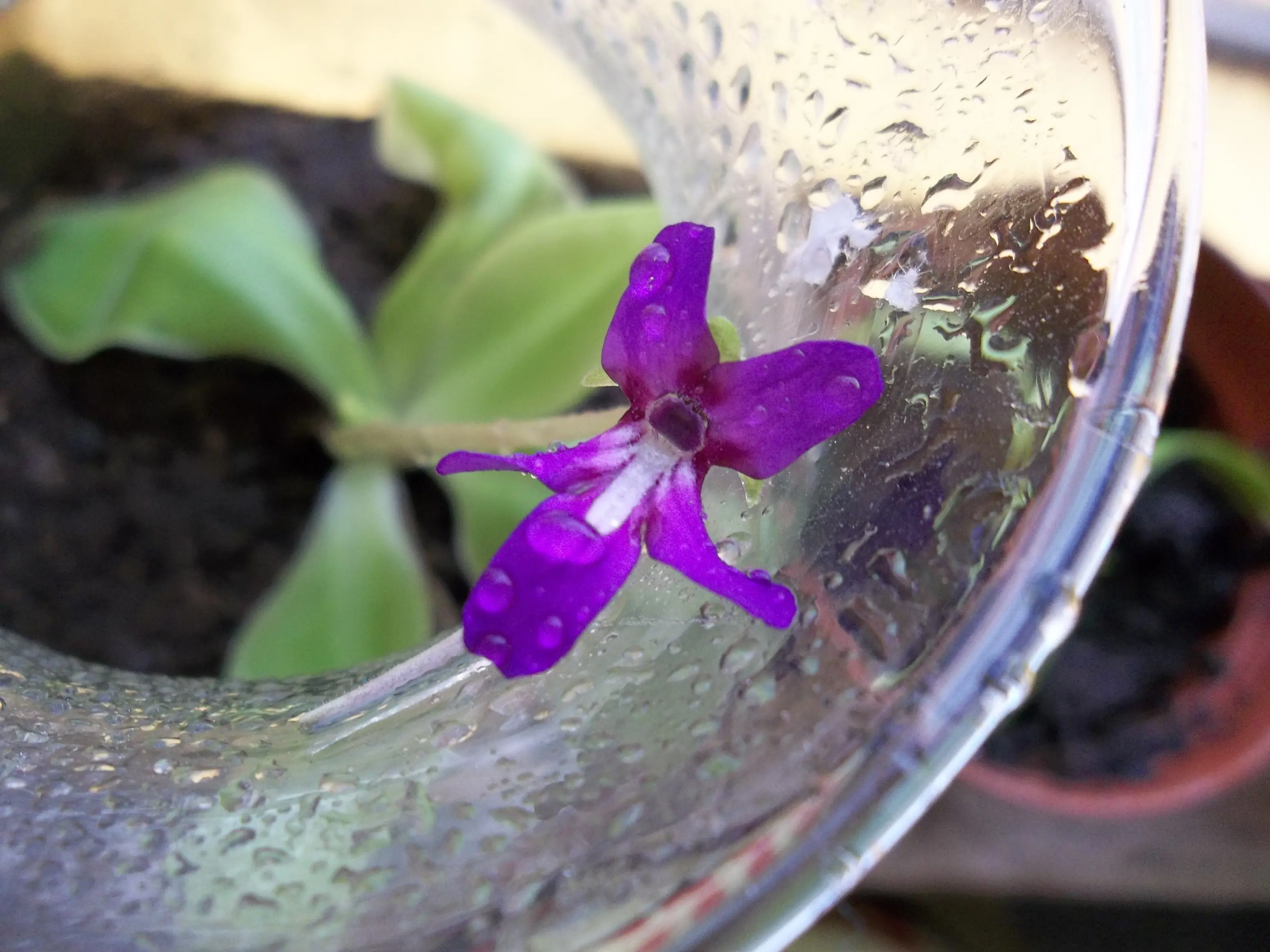 Cosas Que No sabias de Las plantas Carnívoras