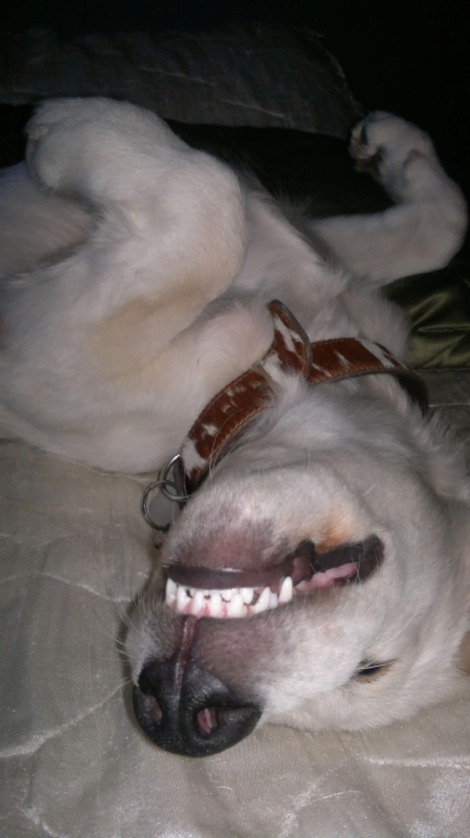 perro