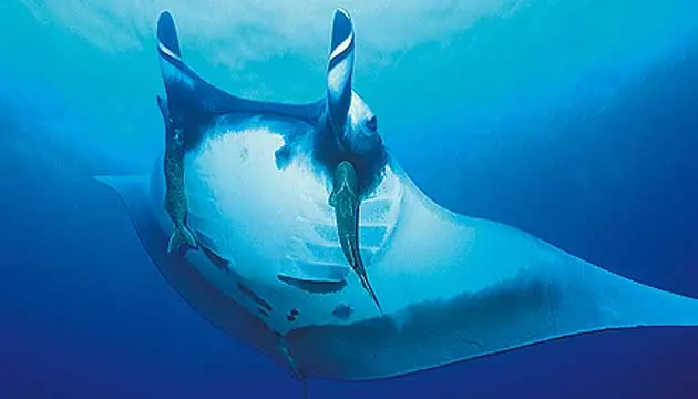 Enormes animales marinos
