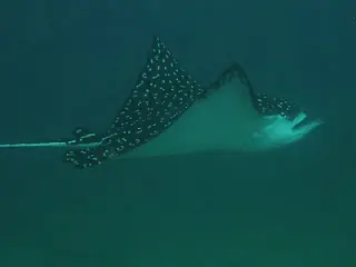 pulpo