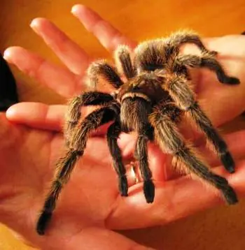 arañas
