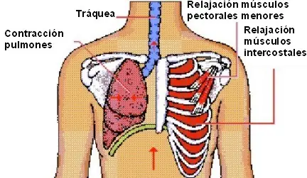 respiratorio