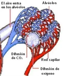 educacion