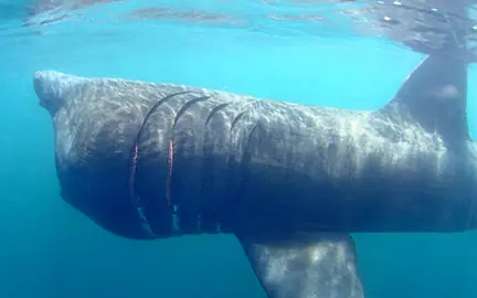 animales marinos