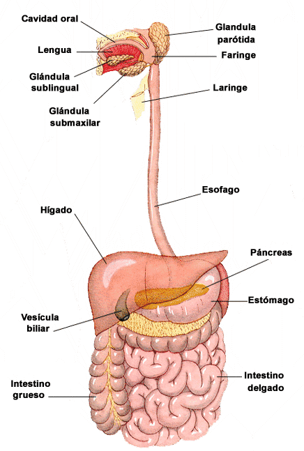 10 curiosidades del cuerpo humano que no te puedes perder.