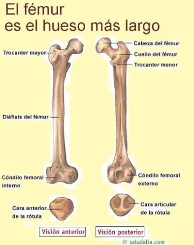 ciencia
